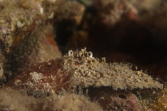 Aulacolambrus hoplonotus