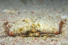 Enoplolambrus validus