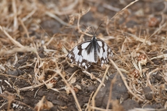 Melanargia titea