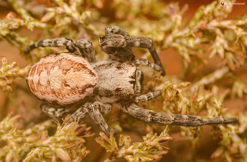 Two-tone Stegodyphus Velvet Spider (Stegodyphus bicolor) · iNaturalist