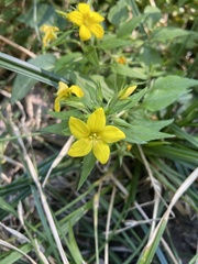 Lysimachia grammica