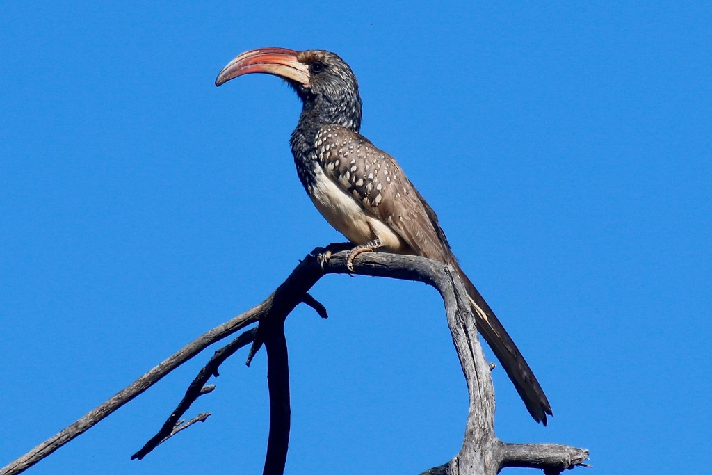 Monteiro's Hornbill