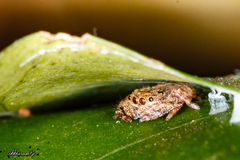 Simaethina