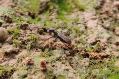 Cylindera