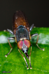 Idiella