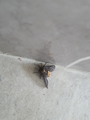 Psichotoe duvaucelii