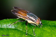 Idiella