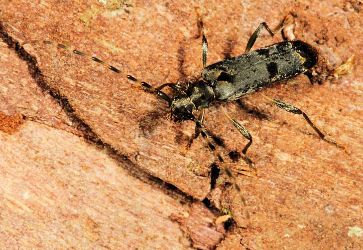 Agapanthida