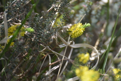 Thymelaea coridifolia