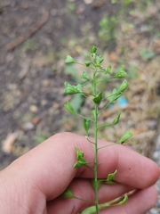 Capsella bursa-pastoris