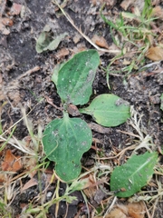 Plantago major