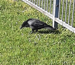 Corvus corone