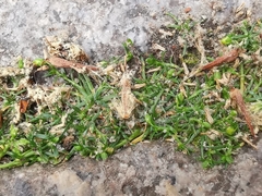 Sagina procumbens