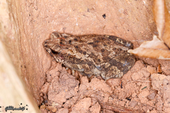 Ingerophrynus parvus