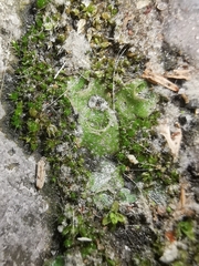 Lunularia cruciata