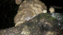 Conchomyces bursiformis