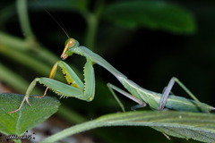 Hierodula pistillinota