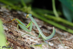 Hierodula pistillinota