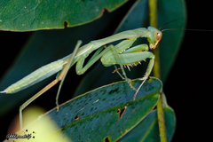 Hierodula pistillinota