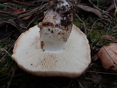 Tricholoma austrocolossus