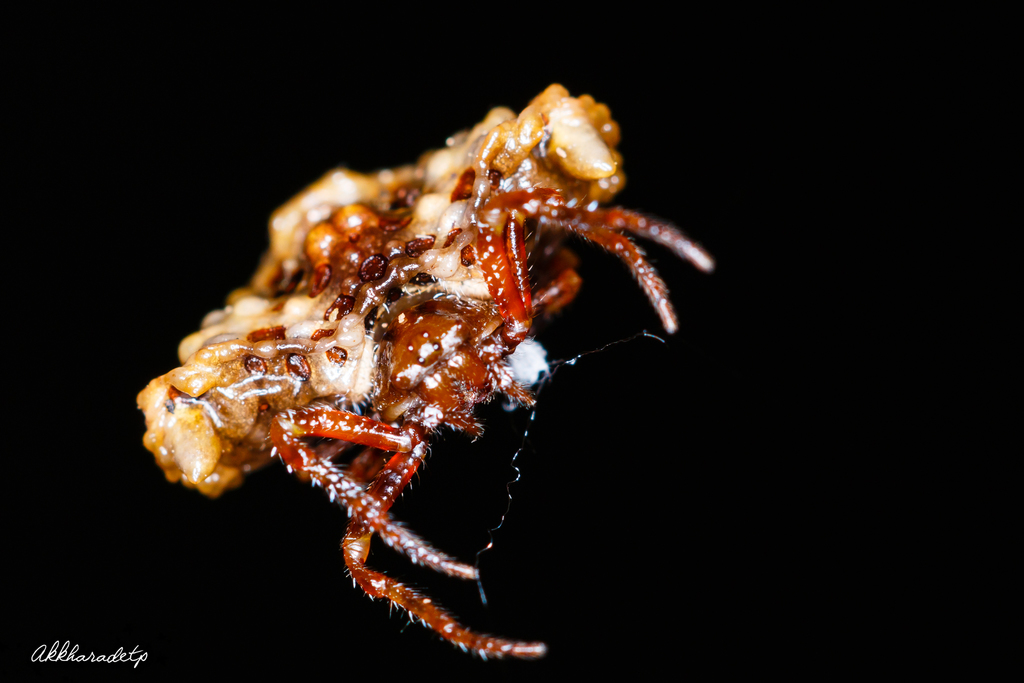 Pasilobus conohumeralis