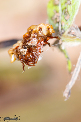 Pasilobus conohumeralis