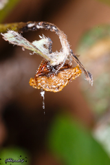 Pasilobus conohumeralis