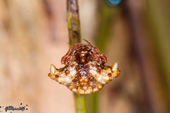 Pasilobus conohumeralis