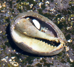 Calcinus laevimanus
