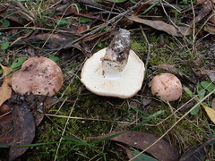 Tricholoma austrocolossus