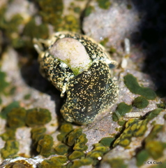 Smaragdinella calyculata