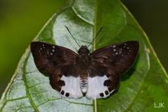 Tagiades calligana