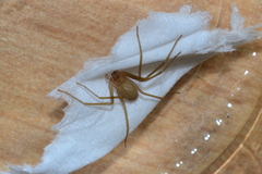 Loxosceles rufescens