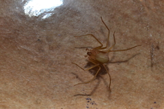 Loxosceles rufescens