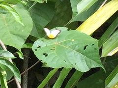 Cepora iudith malaya