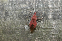 Cutocoris russatus