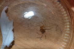 Loxosceles rufescens