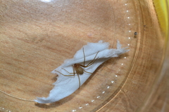 Loxosceles rufescens