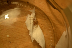 Loxosceles rufescens