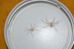 Loxosceles rufescens