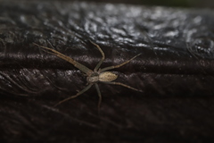 Philodromus subaureolus