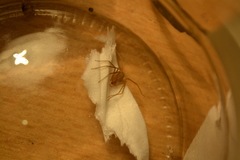 Loxosceles rufescens