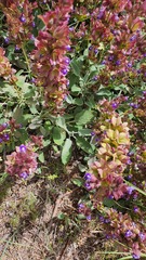 Salvia multicaulis