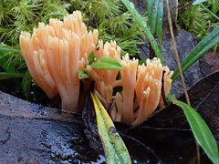 Ramaria anziana