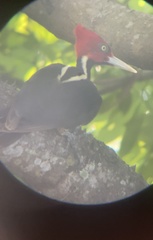 Campephilus