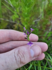 Buchnera floridana image