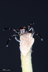 Stiphropus