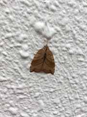 Macrochthonia fervens