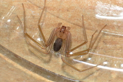 Loxosceles rufescens