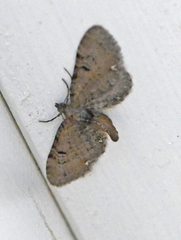 Eupithecia assimilata